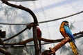 The blue and yellow macaw, also known as the blue-and-gold macaw, large parrot with bluetop parts and light orange underparts.