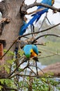 The blue and yellow macaw, also known as the blue-and-gold macaw, large parrot with bluetop parts and light orange underparts.