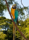 Blue-and-yellow Macaw (Ara ararauna) Royalty Free Stock Photo