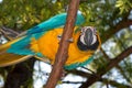 Blue-and-yellow Macaw (Ara ararauna) Royalty Free Stock Photo