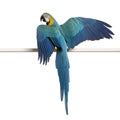 Blue and Yellow Macaw, Ara Ararauna Royalty Free Stock Photo