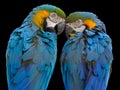 Blue-and-yellow Macaw (Ara ararauna) Royalty Free Stock Photo
