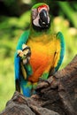 Blue-and-yellow macaw [Ara ararauna] Royalty Free Stock Photo