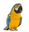 Blue-and-yellow Macaw, Ara ararauna, 30 years old