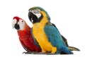 Blue-and-yellow Macaw, Ara ararauna, 30 years old, and Green-winged Macaw, Ara chloropterus, 1 year old Royalty Free Stock Photo