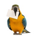 Blue-and-yellow Macaw, Ara ararauna, 30 years old, holding a white card in its beak