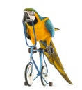 Blue-and-yellow Macaw, Ara ararauna, 30 years old, riding a blue bicycle