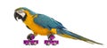 Blue-and-yellow Macaw, Ara ararauna, 30 years old, roller skating