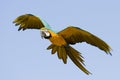 Blue and yellow macaw