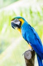 Blue and Yellow Macaw Royalty Free Stock Photo