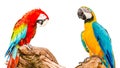 Blue and Yellow Macaw Royalty Free Stock Photo