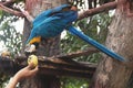 Blue-and-yellow macaw Ara ararauna on a tree eating a mango Royalty Free Stock Photo