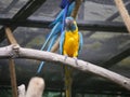 Blue-and-yellow macaw Ara ararauna, also known as the blue-and-gold macaw, is a large South American parrot seated on branch of Royalty Free Stock Photo