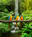 Blue-and-Yellow Macaw Royalty Free Stock Photo