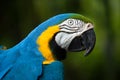 Blue-and-yellow macaw Ara ararauna