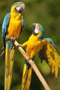 Blue-and-yellow Macaw (Ara ararauna)