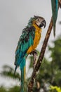 Portrait of a wet blue-and-yellow macaw Ara ararauna on a branch in the rain