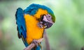 A blue-and-yellow macaw trimming feathers, close up portrait with high resolutions