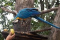 Blue-and-yellow macaw Ara ararauna on a tree eating a mango Royalty Free Stock Photo