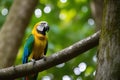 Blue-and-yellow macaw (Ara ararauna) on a branch