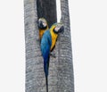 Blue-and-yellow Macaw (Ara ararauna) in Brazil