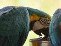 Blue and Yellow Macaw Ara ararauna closeup shot Royalty Free Stock Photo