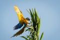 Blue and Yellow Macaw, Ara Ararauna, in flight landing on Palm tree in the afternoon light. Royalty Free Stock Photo