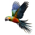 Blue-and-yellow macaw (Ara ararauna) flying isolated on a white background Royalty Free Stock Photo