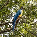The Blue-and-yellow Macaw, Ara ararauna is a large South American parrot Royalty Free Stock Photo