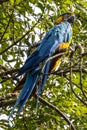 The Blue-and-yellow Macaw, Ara ararauna is a large South American parrot Royalty Free Stock Photo