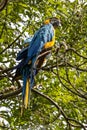 The Blue-and-yellow Macaw, Ara ararauna is a large South American parrot Royalty Free Stock Photo