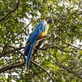 The Blue-and-yellow Macaw, Ara ararauna is a large South American parrot Royalty Free Stock Photo