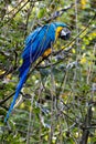 The Blue-and-yellow Macaw, Ara ararauna is a large South American parrot Royalty Free Stock Photo