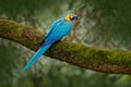 Blue-and-yellow macaw, Ara ararauna, large South American parrot Royalty Free Stock Photo