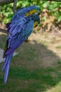 Blue-and-yellow macaw, Ara ararauna, Macaw parrot Royalty Free Stock Photo