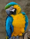 Blue-and-yellow macaw (Ara ararauna), Macaw parrot Royalty Free Stock Photo