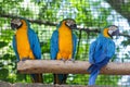 Blue-and-yellow macaw ara ararauna parrot Royalty Free Stock Photo