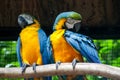 Blue-and-yellow macaw ara ararauna parrot Royalty Free Stock Photo