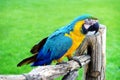 Blue And Yellow Macaw Or Ara Ararauna Parrot Royalty Free Stock Photo