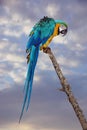 Blue And Yellow Macaw Or Ara Ararauna Parrot Royalty Free Stock Photo