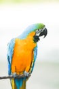 Blue-and-yellow macaw Ara ararauna, parrot Royalty Free Stock Photo