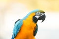 Blue-and-yellow macaw Ara ararauna, parrot Royalty Free Stock Photo