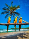 Blue-and-Yellow Macaw Ara ararauna parrots Royalty Free Stock Photo