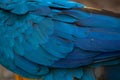 Blue-and-yellow macaw Ara ararauna. Plumage texture,