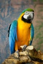 Blue-and-yellow macaw (ara ararauna) sitting on a branch