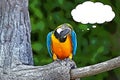 The blue and yellow macaw Ara ararauna cartoon