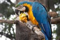 Blue-and-yellow macaw Ara ararauna on a tree eating a mango Royalty Free Stock Photo