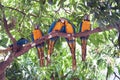 Blue-and-yellow macaw Ara ararauna on a tree eating a mango Royalty Free Stock Photo