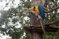 Blue-and-yellow macaw Ara ararauna on a tree eating a mango Royalty Free Stock Photo