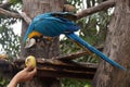 Blue-and-yellow macaw Ara ararauna on a tree eating a mango Royalty Free Stock Photo
